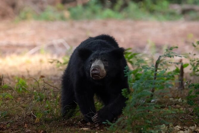 12 Days Private Escape Tour- Best of Sri Lanka - Hiking the Pekoe Trail and exploring Peradeniya