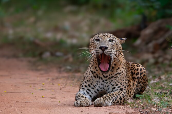 12 Days Private Escape Tour- Best of Sri Lanka - Little Adam’s Peak, Ravana Falls, and safari choices