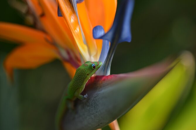 Creative Soul Scavenger Hunt( Hanapepe, Kauai) - Why families and couples may enjoy it