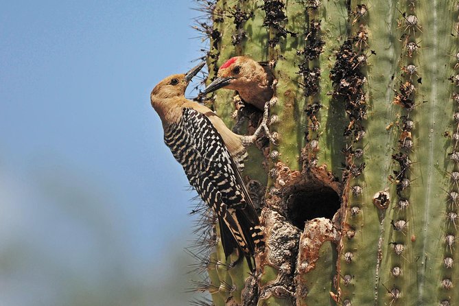 Creative Soul Scavenger Hunt(Sabino Canyon&Catalina Park,Tucson) - Choosing between Sabino Canyon and Catalina State Park