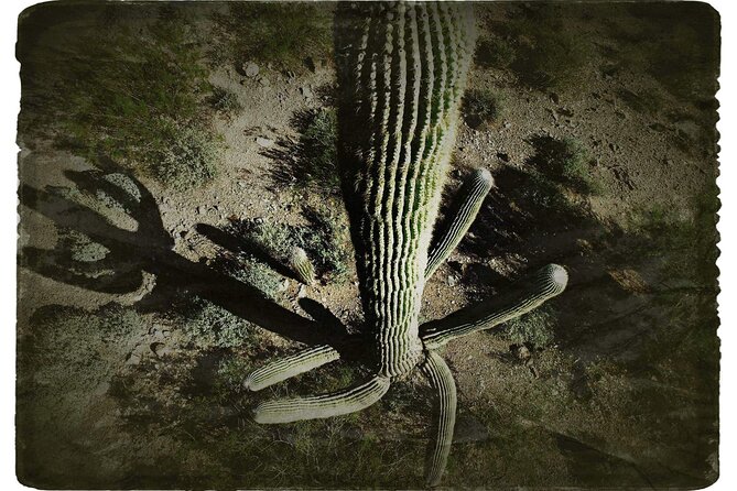 Creative Soul Scavenger Hunt(Sabino Canyon&Catalina Park,Tucson) - Why the WhatsApp setup matters
