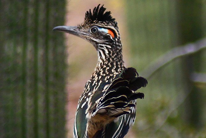 Creative Soul Scavenger Hunt(Sabino Canyon&Catalina Park,Tucson) - Walking needs and access considerations