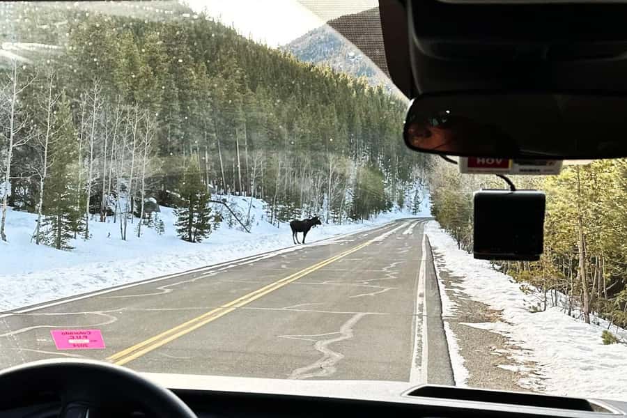 From Denver: Rocky Mountain Escape Tour - Wildlife watching without a guarantee