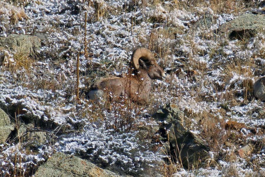 From Denver: Rocky Mountain Escape Tour - Idaho Springs adds a human touch