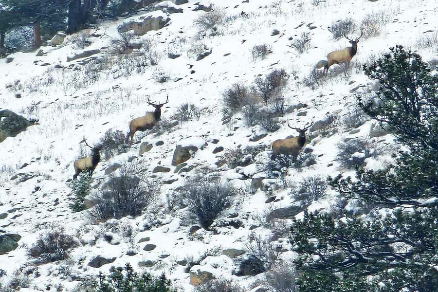 From Denver: Rocky Mountain Escape Tour - Why the national park warning matters