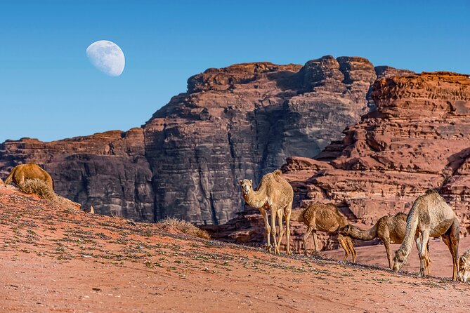 Jordan Pass 2- Night Private Secret Escape Tour Petra, Wadi Rum, & the Dead Sea - Day three: a slow morning by the water
