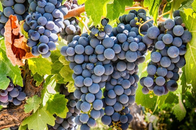 Paso Robles Scavenger Hunt Adventure - The Chamber of Commerce and Visitor Center