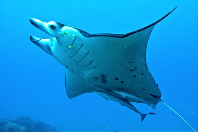 Private 4 Hours Reef Discovery Luxury Private Treasure Hunt in Bora Bora - Who will enjoy this Bora Bora outing most?