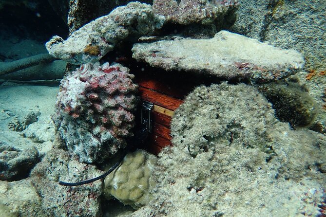 Private 4 Hours Reef Discovery Luxury Private Treasure Hunt in Bora Bora - The 9:00 a.m. start and private boat setting