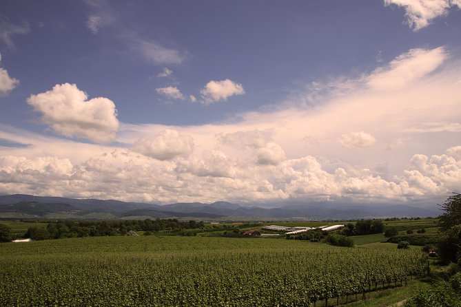 Private: Outdoor Escape Game Tuniberg: Eduardo & the Wine Secret - Key points at a glance