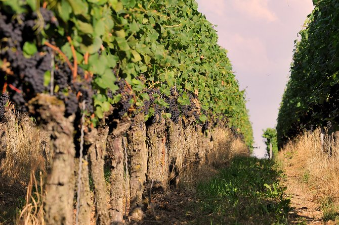 Private: Outdoor Escape Game Tuniberg: Eduardo & the Wine Secret - Eduardo’s missing altar wine sets the tone