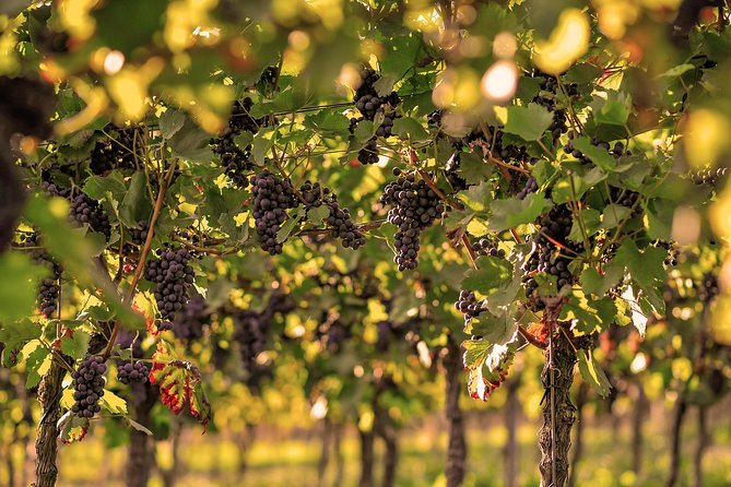 Private: Outdoor Escape Game Tuniberg: Eduardo & the Wine Secret - The finale and the treasure of Tuniberg