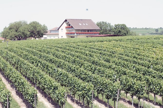 Private: Outdoor Escape Game Tuniberg: Eduardo & the Wine Secret - How the price works for a private group