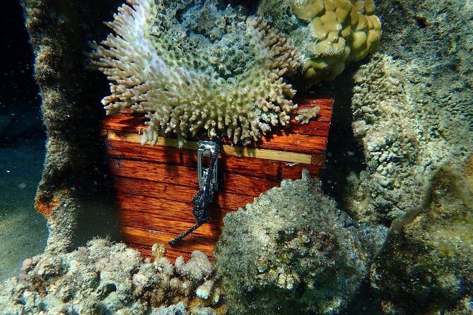 Reef Discovery Private Treasure Hunt - Coral gardens and the value of included snorkeling gear
