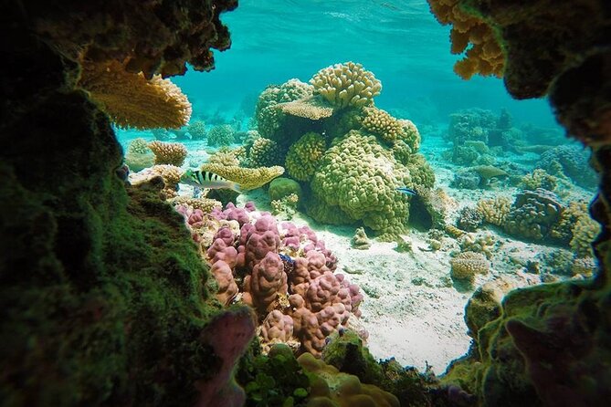 Reef Discovery Private Treasure Hunt - Stop one: learning the reef through clues