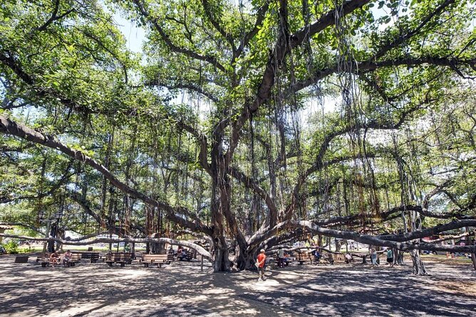 Self-Guided Scavenger Hunt: Lahaina Over The Rainbow - Key points to know before you go