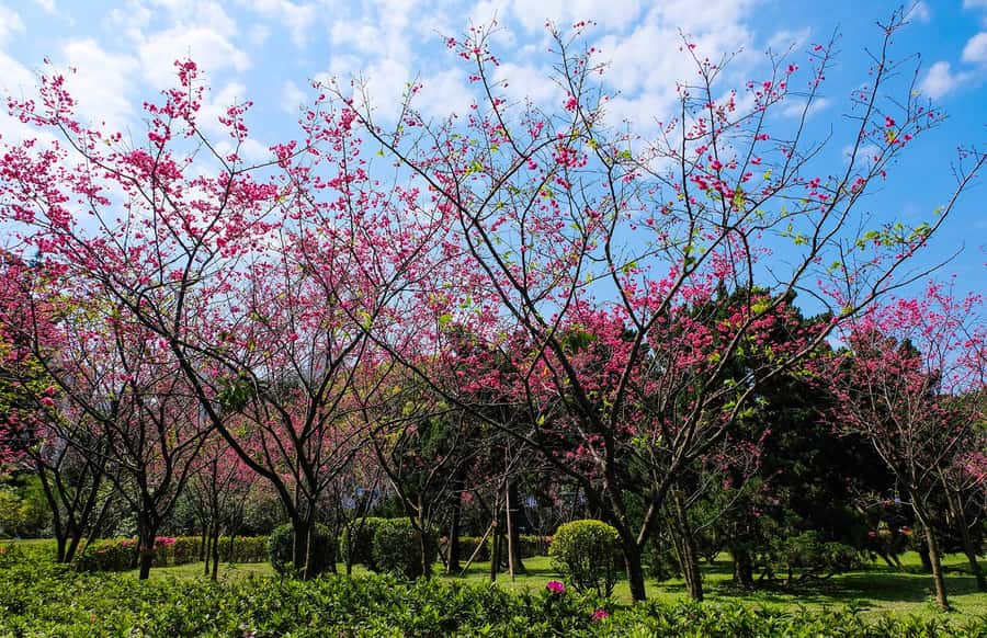 Taiwan Taipei: 8-Hour Customized Taipei City Exploration! - Taipei 101 and the modern face of the city